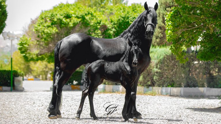 گلدن فارم در هتل 5 ستاره گلدن پالاس مشهد